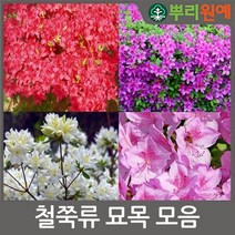 철쭉 자산홍분홍