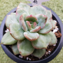 다육세상 다육이 샴페인금