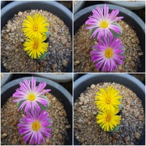 트리앤 리톱스 꽃이 이쁜 3년생 축전 1개