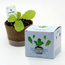 팜팜농장 상추 모종키우기, 상세페이지 참조