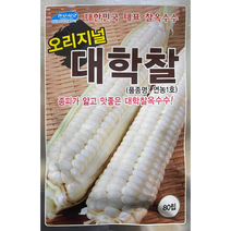 (씨앗) 대학찰옥수수 - 흰찰옥수수 백찰옥수수 씨앗 종자 - 소포장(80립) 대포장(2천립)
