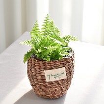 실내공기정화식물 율마 아레카야자 스킨답서스 산세베리아 테이블야자 유칼립투스 이레카야자 페페 스투키 몬스테라, 10.보스턴고사리, 1개