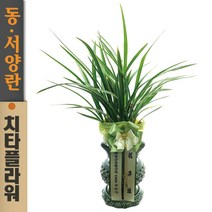 치타플라워 동양란 황룡관 [CD06-013] 승진 개업 축하 난 동양난 영전 취임 생일 선물 화분 고급 란 전국 당일 배송 꽃배달
