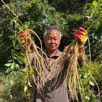 산지직송 국산 제철 금산 햇 약도라지 1kg 피 통 정과용 제사 약용 나물용 생 백도라지, 등외 1kg