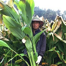 곡성 유기농 일반 울금 장수비결 생울금, 1박스, 일반 생울금 특품 1kg