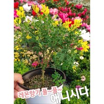 꽃나라엘리스 애니시다-중소-노란 꽃봉오리가 활짝 피면 레몬향기처럼 상큼함이