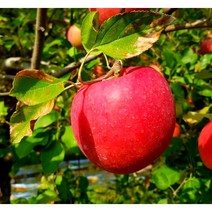 청송 문경 부사 못난이 주스용 쥬스용 흠집 꿀사과 10kg, 가정용 사과 (대과) 10kg