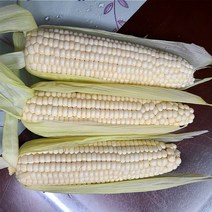 강원도 찰옥수수 10개~30개 미백 마약옥수수 햇옥수수 생옥수수 (횡성 홍천 원주 영월외), 강원_찰옥수수10개입, 10개
