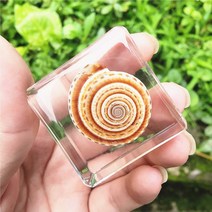 리얼 곤충 수지 표본 삽갑 거미 게 달팽이 전갈 물고기 해양 식물 호박 동물 수지 진충, 황색 바퀴달팽이개