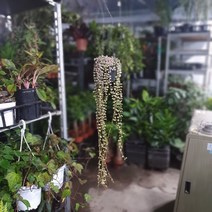 식물 공장 디시디아버튼바리에가타 무늬버튼 버튼화이트 수입식물 미세먼지제거식물 플랜테리어 실내공기정화식물 129S