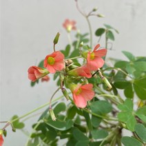 [다온야생화] W2032 사랑초.스테노린차 (주황) (9cm) [랜덤]