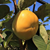 맛가득 태추단감 배단감 대봉감 상서 부유 진영단감 홍시 5Kg 10Kg, 부유단감 2L 10Kg 34-40과