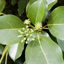 묘목/황칠나무 실생 2년 포트재배묘/3주 KJ542