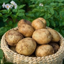 빛고을장터 국내산 포슬한 감자 10kg 5kg 3kg내외, 1box, 감자 (특) 5kg내외 (요리용)