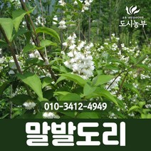 말발도리 1.2m 나무 묘목 도시농부
