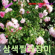 팝플라워 삼색미니찔레장미-엔젤윙 씨앗 25립