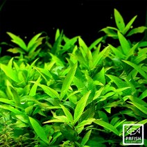 PRFISH 후경수초 라지 하이그로필라, 3촉