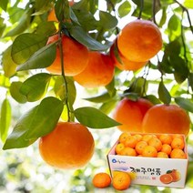 다온푸드 [애(愛)귤] 카라향 3kg(25-35과), 상세 설명 참조
