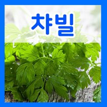 꽃씨몰 꽃씨 봄 파종 여름꽃씨 가을 노지월동 다년생 야생화 양귀비 종자 꽃씨앗, 421.챠빌씨 1g(허브)