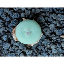 코노피튬/칼큘러스 교배종