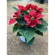 [근이네식물원] 포인세티아 중품 크리스마스, 1개