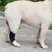 강아지슬개골탈구 포메라니안슬개골 슬개골 수술 탈골 깁스 강아지관절보호대 보호대 1P 강아지무릎보호대, 3애견슬개골보호대 L