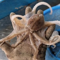 [프레쉬푸드] 국내산 활 쭈꾸미 3kg (27미~30미 내외), 단품