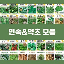민속 채소 씨앗 종자 약초 도라지 더덕 공심채 잔대 냉이 고들빼기 방아잎 곤드레 당귀 텃밭, 37.달래