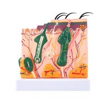 모낭 단면 인체 모형 확대 교육 피부과 조직 실습용, 두피 구조 확대