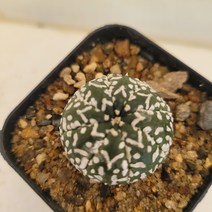 [메카다육]49-0719 선인장 슈퍼투구(V투구) 국내실생 다육식물, 1개