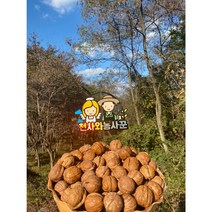 국산 햇 호두 국산호두 견과류 간편식 500g 1Kg, 햇호두 500g, 1개