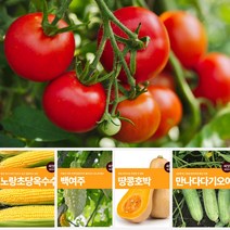 열매 채소 씨앗 모음, 06.대추토마토 오렌지캬라멜