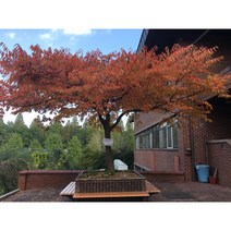 느티나무 2년생 묘목 2주 묶음