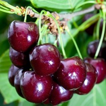목하원예조경 체리나무 묘목 (라핀) R3전후 결실주 분