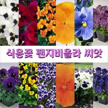식용꽃 팬지비올라 씨앗, 15. 팬지  혼합 100립, 1개