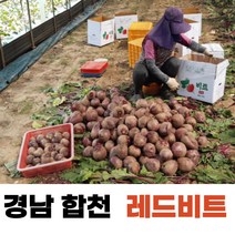 비트 레드비트 경남합천 고당도 레드비트 3kg 5kg 10kg, 5kg/상/300g내외