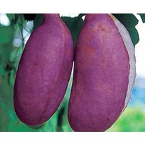 으름나무 으름묘목 포트묘목 트리팜원예종묘, 개량대실으름