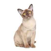 차량용 냉장고 미니 냉온장고 캠핑용 온장고 3Ratels CM29 사랑스러운 고양이 페르시아 Birman Bombay 영국, 14 CM29-15_05 50cm( 19.7inch)