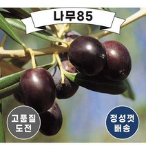 (나무85) 올리브 10cm포트, 5. 루카