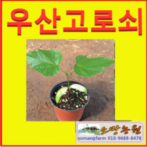 GJ(소망)우산고로쇠묘목(실생1년생 5그루)/우산고로쇠