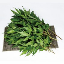 야채왕 국산 당귀 쌈채소 건강채소 짱아치 당귀잎, 500g, 1개