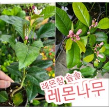 레몬나무/꽃향에 반하고 레몬 열매에 또반하구, 1개