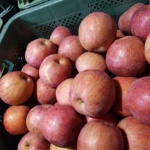 농원직송 경북 청송 아삭아삭 가정용 고당도 햇 사과 부사 첫수확 1박스 9kg