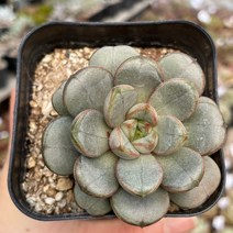 홍포도 다육식물 국민다육이