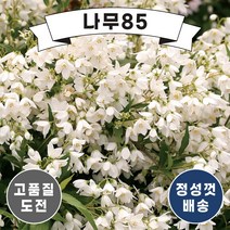 (나무85) 말발도리 스노우플레이크 C3, 1. 말발도리 스노우플레이크 C3