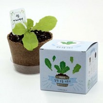 팜팜농장 모종키우기 상추 / 새싹기르기 화분재배 상추키우기