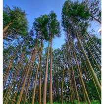 편백나무 100cm내외 포트 묘목 2그루