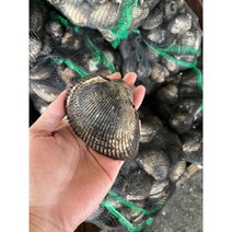 국내산 생물 피조개 3kg 12~16마리 피조개회 피꼬막