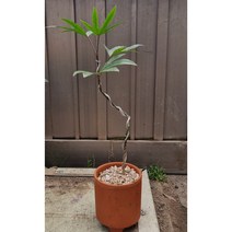 황칠 나무 분재