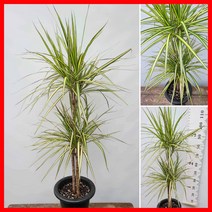 꽃과나무 ] 드라세나 / 마지나타 / 중품中品 / 공기정화 / 양지식물 / 최저온도10도 / 아프리카